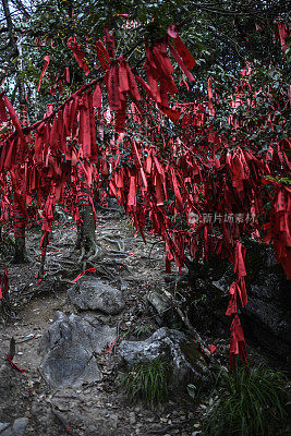 A treetop filled with red ribbons in the Wish Forest of Tianmen mountain (天门山) Zhangjiajie (张家界) National Park, China